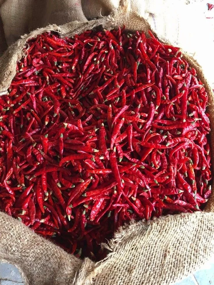 334 Dry Red Chilli